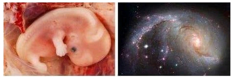 Cosmos